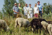 Auch heuer kümmern sich wieder Schafe um den Marchfeld-Damm